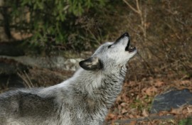 A quarter of a million wolves once roamed from coast to coast before European colonizers embarked on campaigns of eradication that persisted into the 20th century all but wiped them out in the lower-48 states