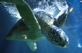 Raine Island plays host to around 60,000 female green turtles who migrate hundreds of kilometres from the Great Barrier Reef to lay their eggs each year.