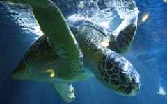 Raine Island plays host to around 60,000 female green turtles who migrate hundreds of kilometres from the Great Barrier Reef to lay their eggs each year.
