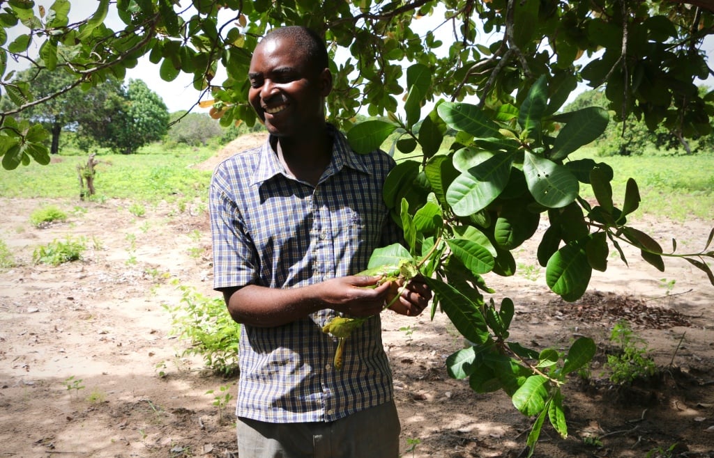 Káº¿t quáº£ hÃ¬nh áº£nh cho mozambique cashew