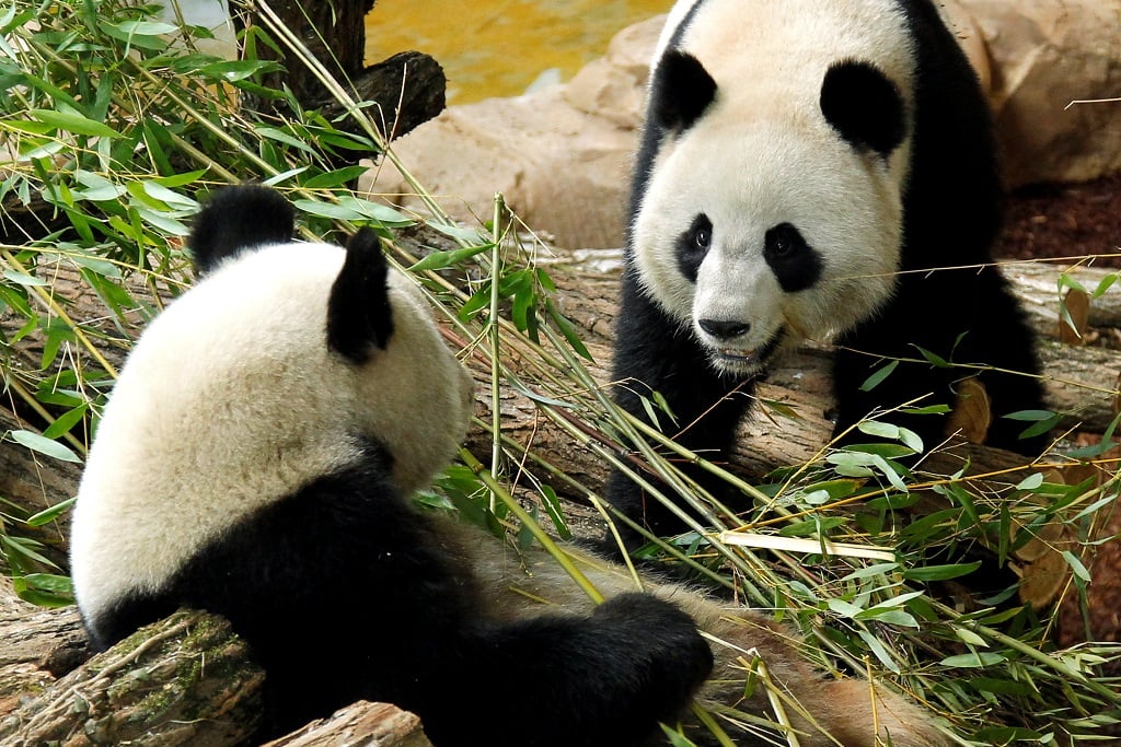 surviving-baby-panda-in-perfect-health-says-french-zoo-enca