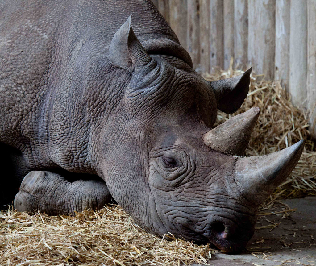 ` wie viel wiegt ein Nashorn?