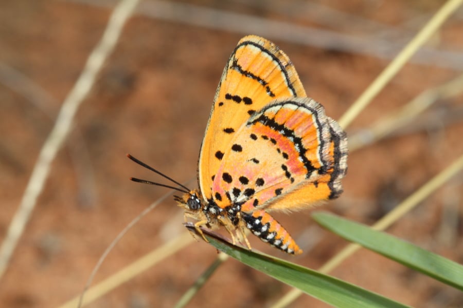 Unique Butterfly Rediscovered Enca