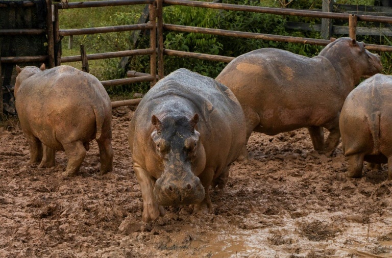 'cocaine' hippos