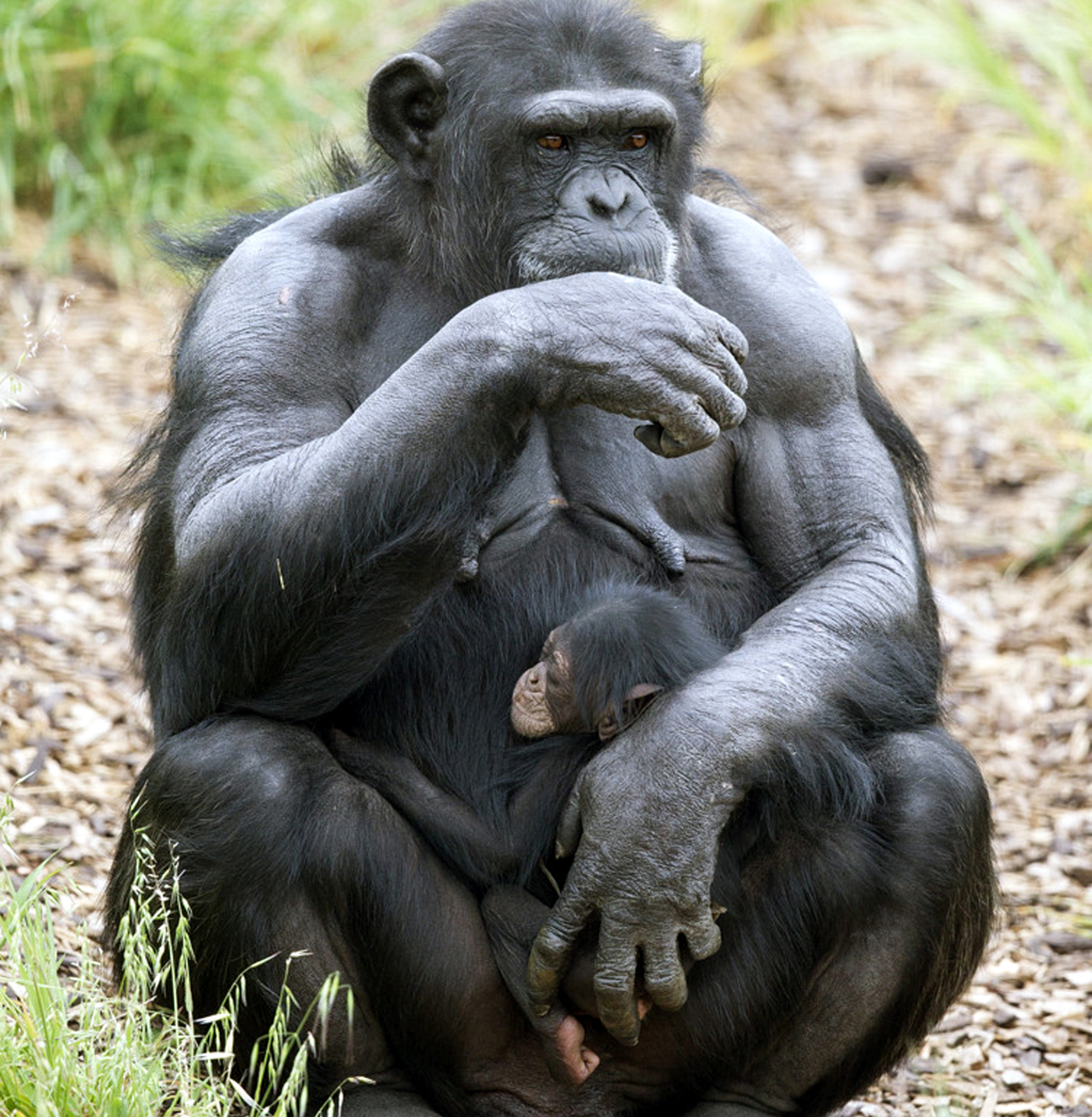 chimpanzee belly button