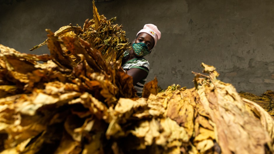 File: A woman grades cured tobacco leaves at Tilisa farm in Bromley. Jekesai NJIKIZANA / AFP