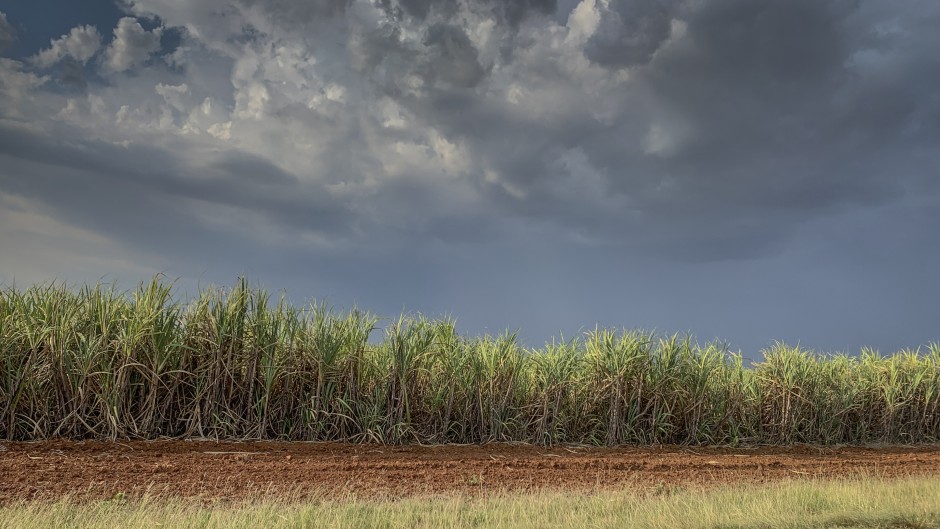 Sugar cane