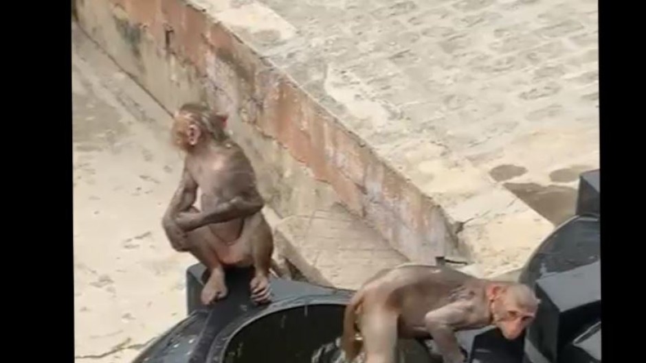 Monkeys in Water