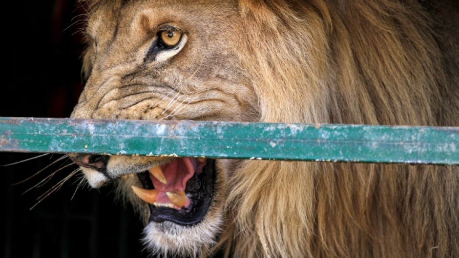 An African lion at the Sudan Animal Rescue Centre in al-Bageir, south of the capital Khartoum, on February 28, 2022