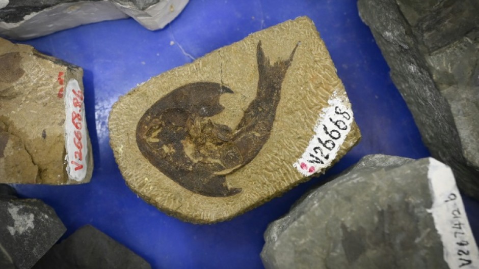 Fish fossils dating back 440 million years are helping to "fill some of the key gaps" on how humans evolved from fish, researchers said