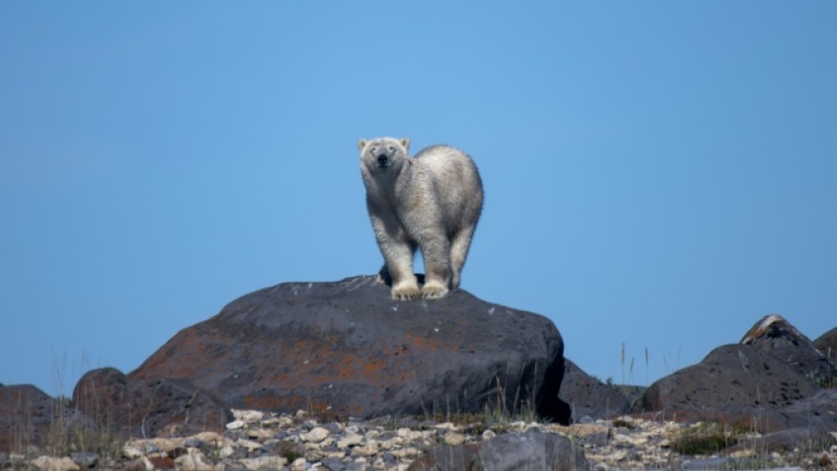 Every year starting in late June, polar bears move to the shores of the Hudson Bay where changes in ice melt are altering their life patterns