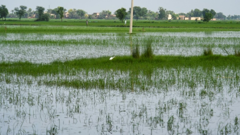 This year intense temperatures wiped out three million tons of wheat crops, led to livestock deaths, caused forest fires and impacted human productivity