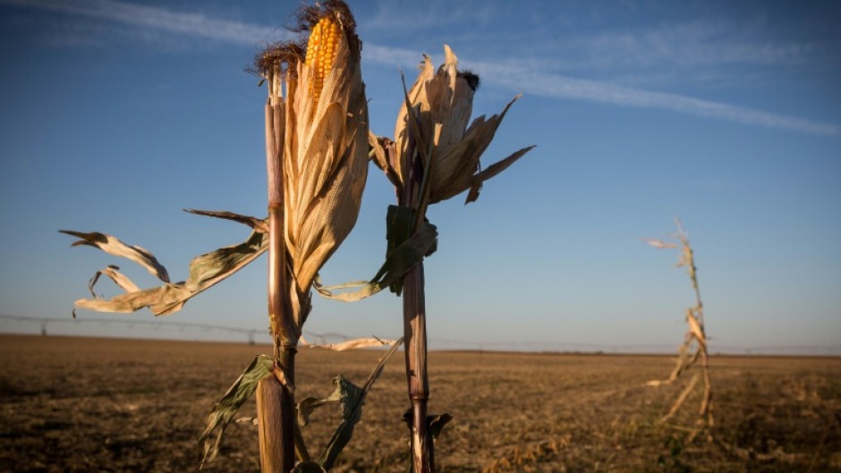 These withered corn stalks are in a bone-dry field in Nebraska, which like much of the US Midwest has gone months without rain