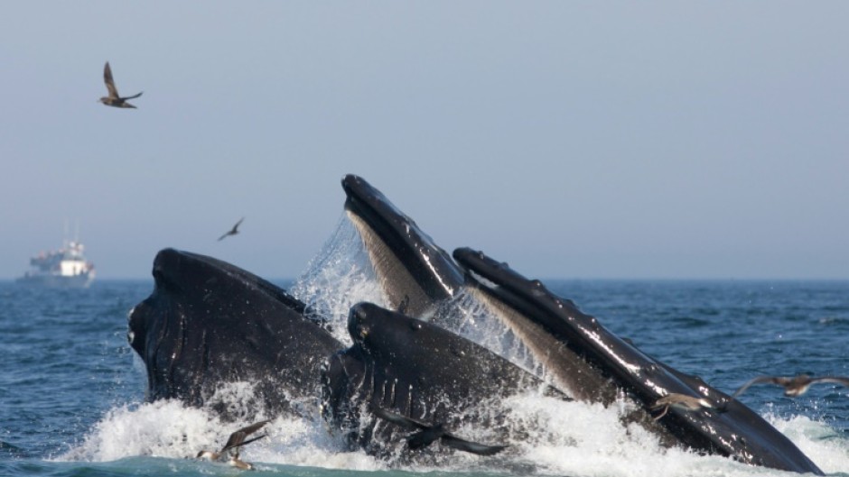 Humpback whales were estimated to eat around four million pieces of microplastics a day