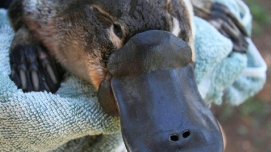 A platypus held by the researchers near a river dam in Australia