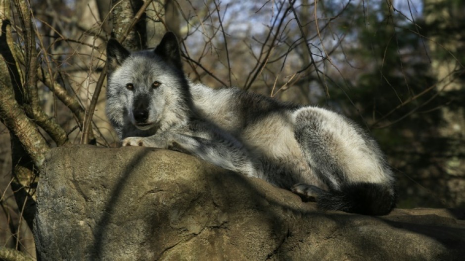 Few species evoke the spirit of the American wild as much as wolves