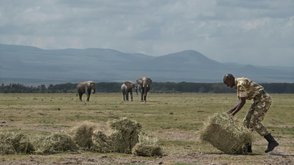 Park rangers are making efforts to help the animals, supplying hay for them to feed on