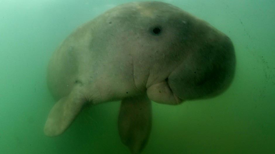 This picture taken on May 23, 2019 shows Mariam the dugong as she swims in the waters around Libong island, Trang province in southern Thailand