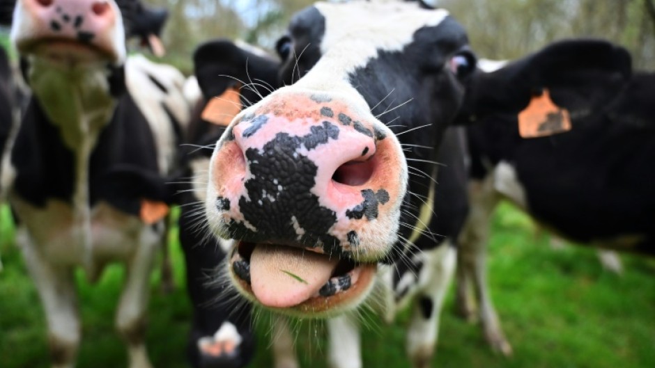 Researchers extracted the mucus from the salivary glands of cows and turned it into a gel that binds to and constrains viruses