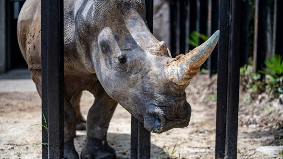 There are only around 20,000 southern white rhinos left, the WWF says