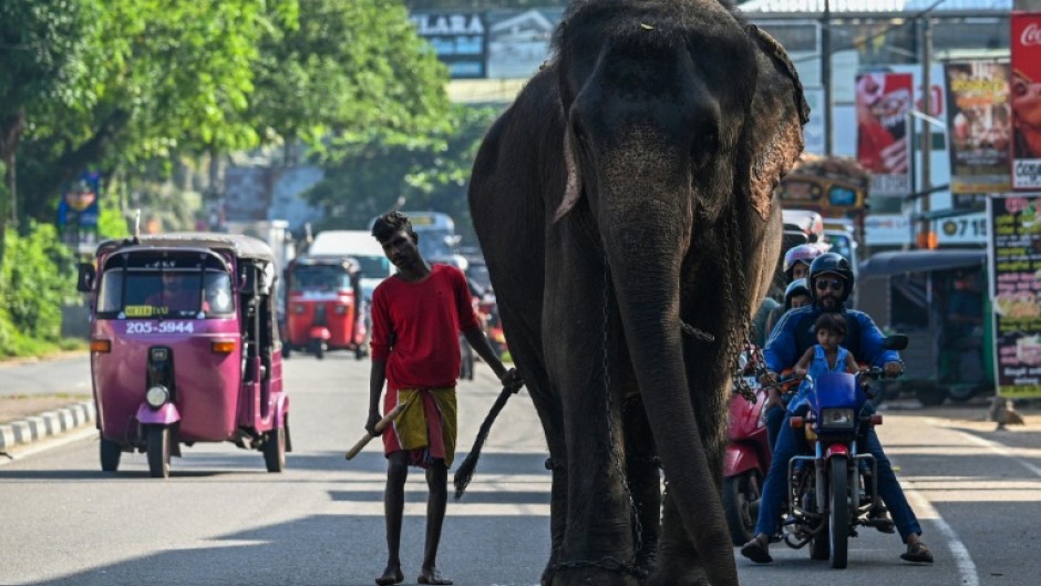 Shrinking habitat has led to Sri Lanka's elephants raiding villages looking for food and many suffer agonising deaths after foraging in plastic waste