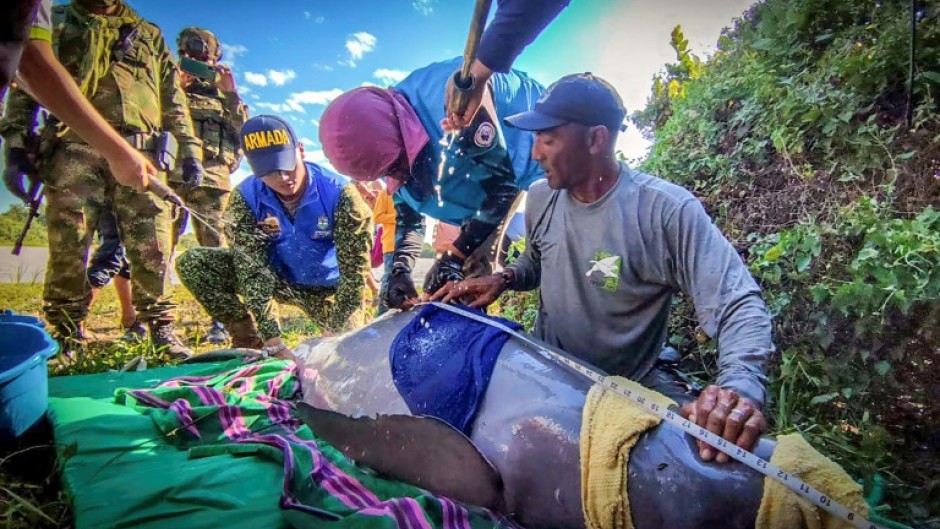 In a picture released by the Colombian Navy, rescuers attend to two pink river dolphins which had become trapped in shallow water 