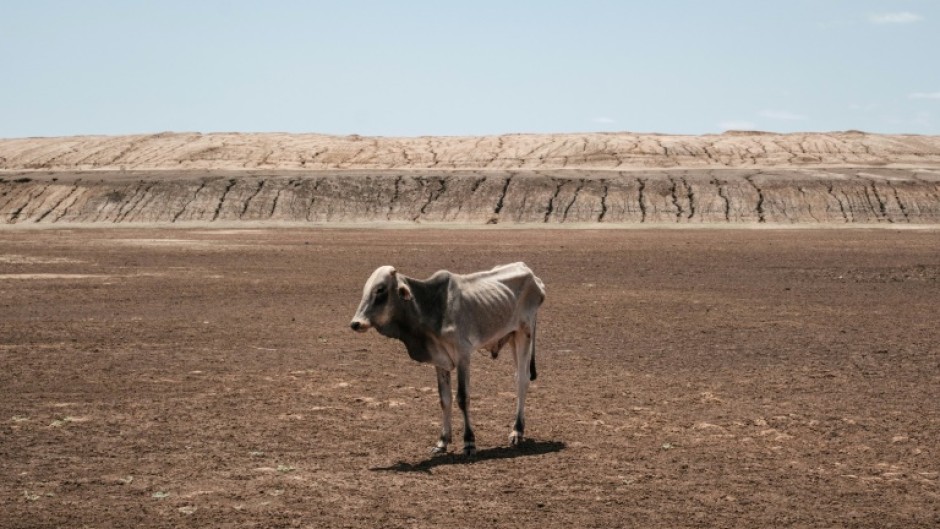 The longest and most severe drought is sweeping through the Horn of Africa