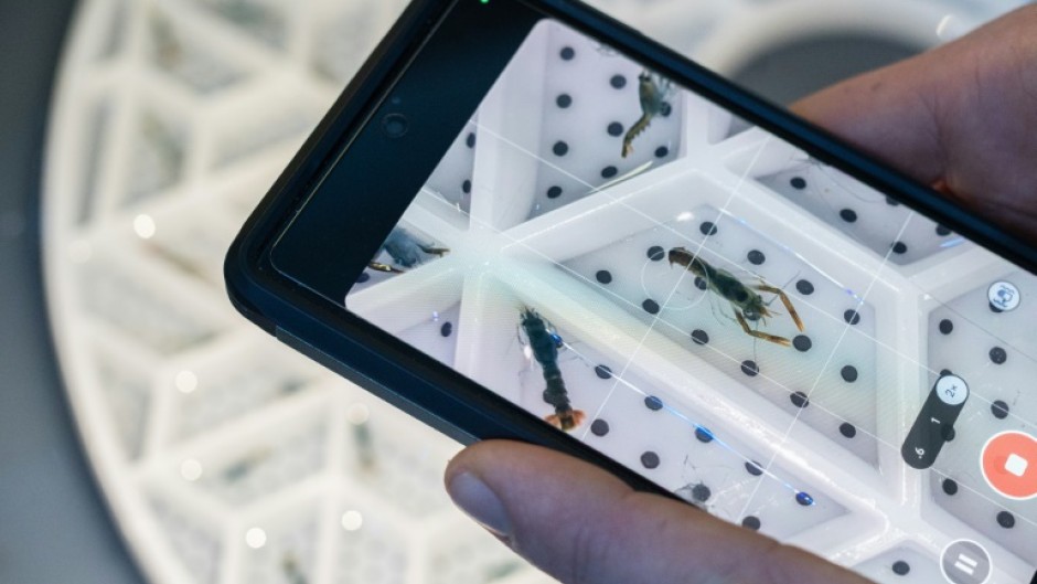 Juvenile lobsters are kept in a segmented tray, to prevent them from eating each other 