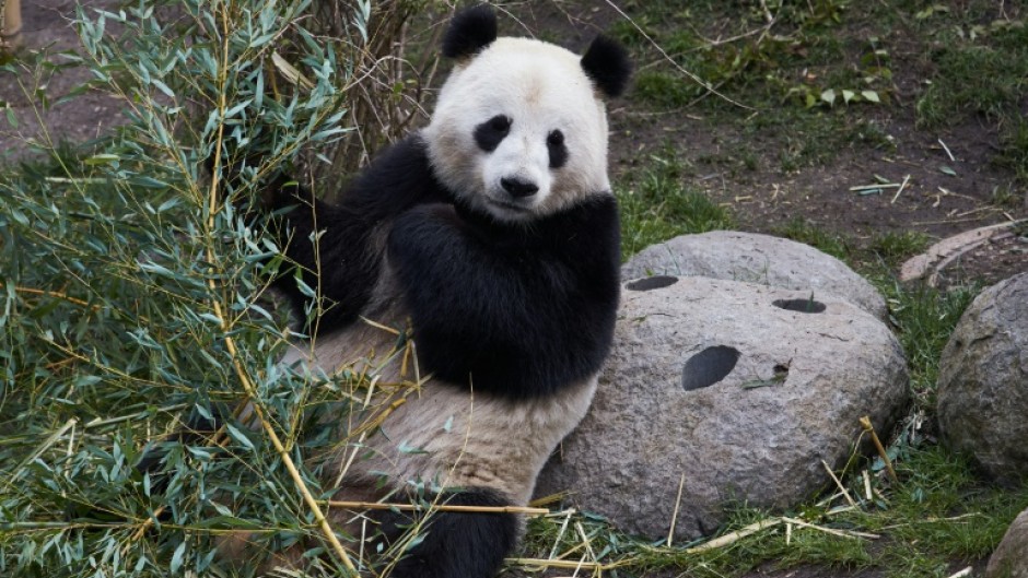 Reproduction among pandas is particularly difficult in captivity. File photo 