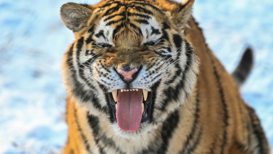 The study adapted a human personality test to explore tiger traits such as confidence, sincerity, bullying and savagery in tigers in China