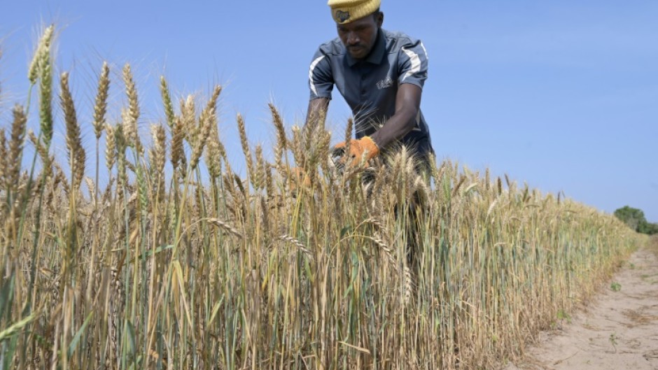 Researchers have tested hundreds of wheat varieties in Senegal