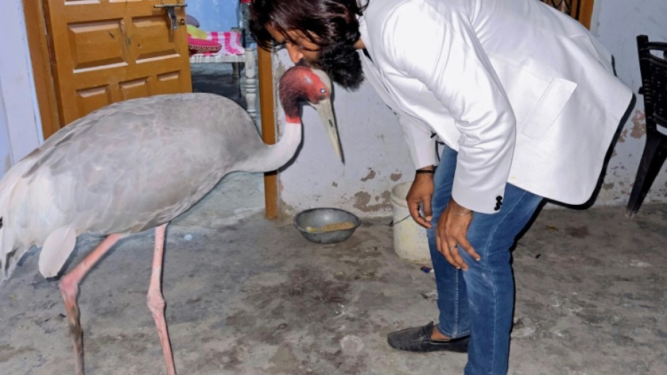 Mohammad Arif rescued the injured Sarus crane -- a crimson-necked wetlands species that can grow up to 1.8 metres (six feet) in height -- and nursed it back to health