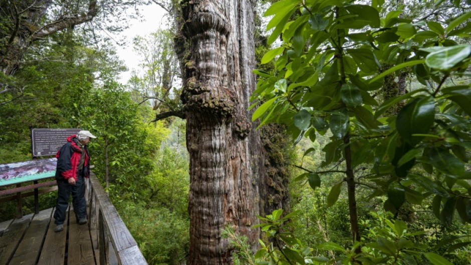 Antonio Lara, a researcher at Austral University, studies the 5,000-year-old Great Grandfather Fitzroya tree