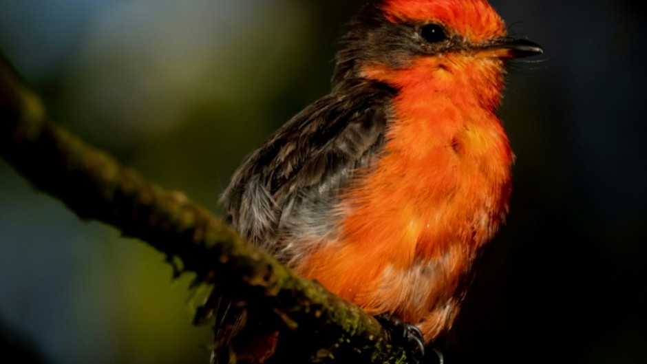 A handout photo released by the Galapagos National Park shows a Little Vermilion Flycatcher, also known as Darwin's Flycatcher, in the Galapagos Islands where 12 new chicks have been produced in 2023 on Santa Cruz Island