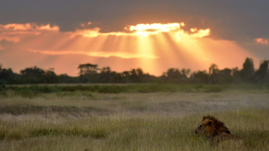 One Of World's Oldest Lions Killed By Herders In Kenya - ENCA