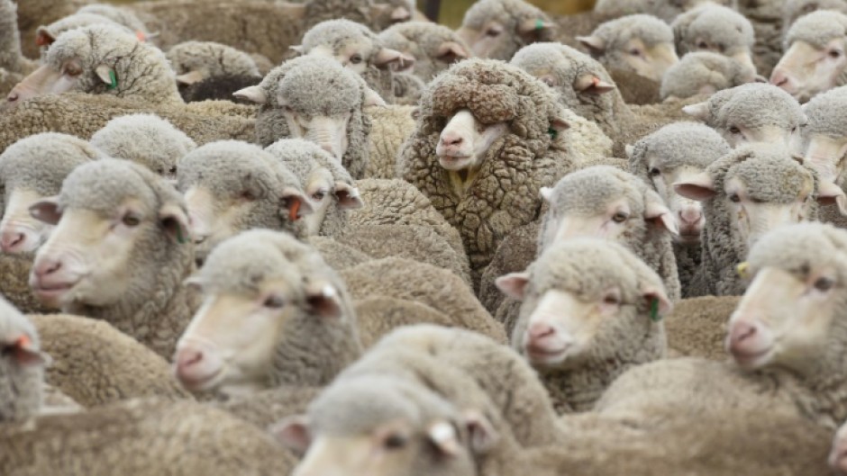 The ratio of sheep to people in New Zealand dropped below five to one in 2022, for the first time since the 1850s, when national sheep numbers were first recorded