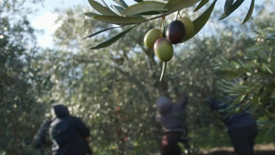 South Africa enters the luxury olive oil market