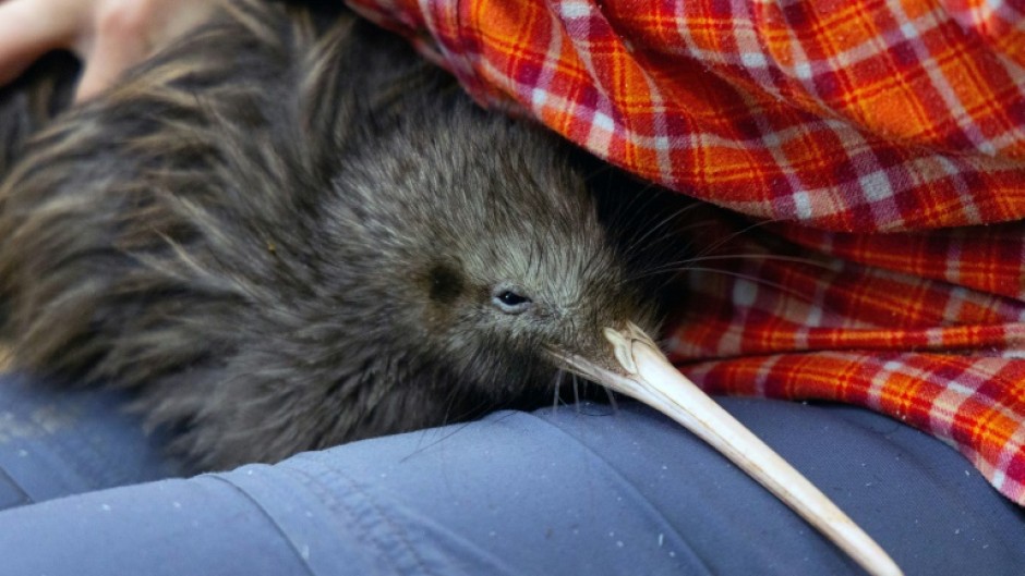 A file photo of a kiwi, millions of which used to roam before Western settlers arrived on the shores of New Zealand