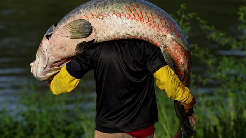 In the Javari Valley which holds the country's second-largest protected Indigenous reserve -- home to seven tribes including the Kanamari -- only residents may hunt the pirarucu