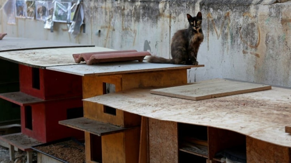 Cats on both sides of the United Nations-patrolled buffer zone that has divided Cyprus for decades are dying from the illness