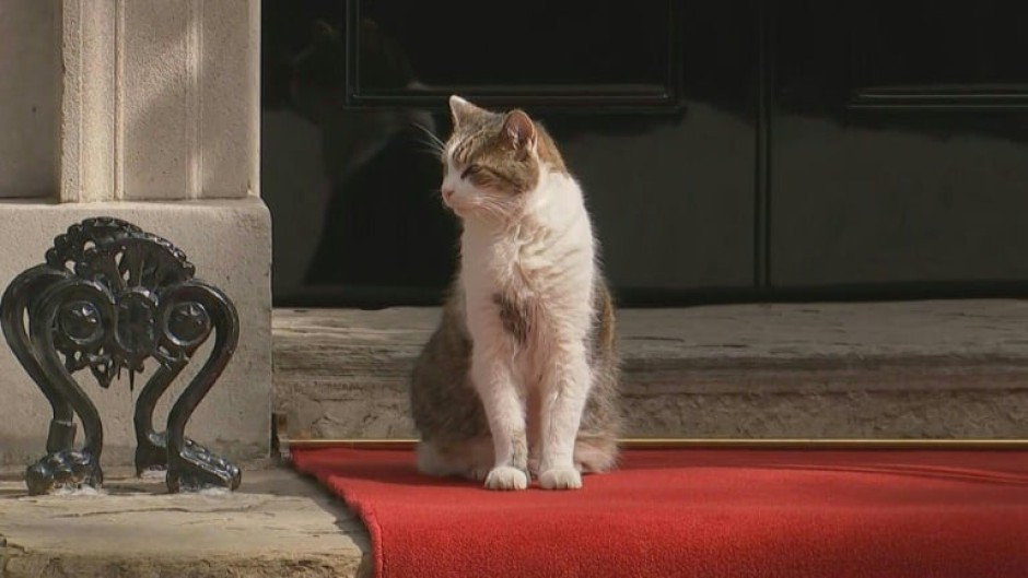 Red carpet, Larry the cat await US President at Downing Street