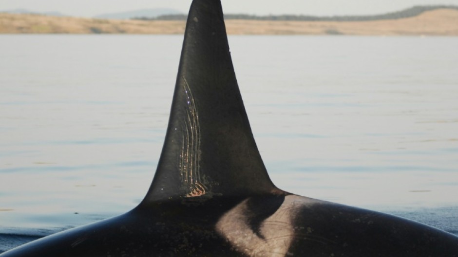 An adult male orca with tooth rake marks is seen in a photo courtesy of the Center for Whale Research 