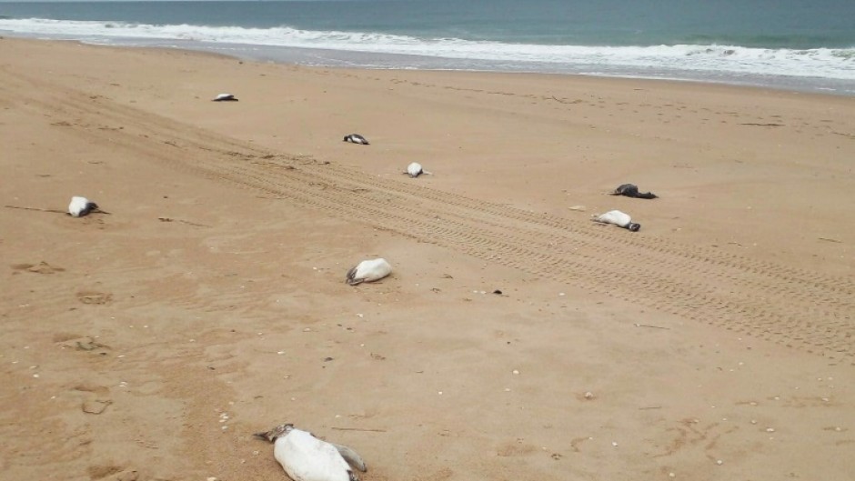 Dead penguins are scattered on the beach Barra Laguna de Rocha in Uruguay on July 20, 2023