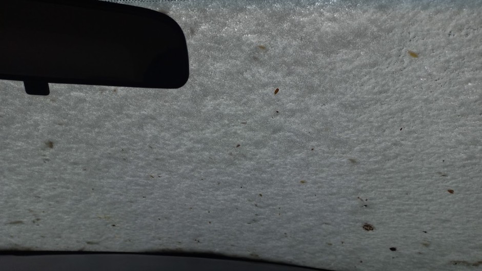 Snow on a windshield