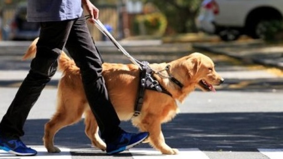 Guide dog