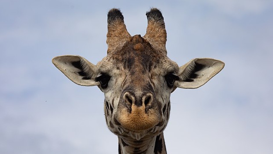 File: A closeup of a giraffe. Wikimedia Commons/Markrosenrosen