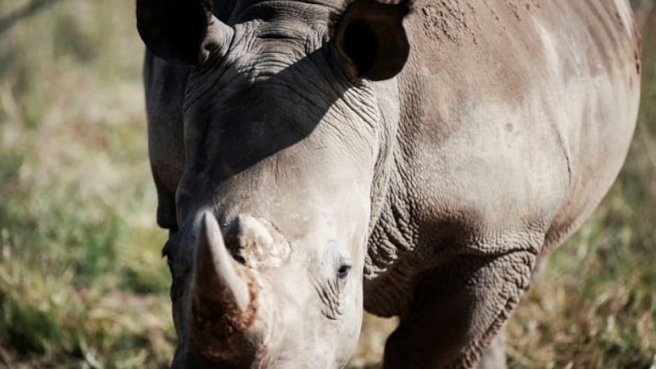 South Africa is home to nearly 80 percent of the world's rhinos, making it a hotspot for poaching