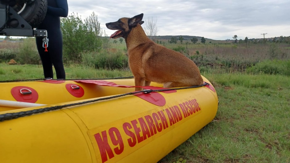 A K9 search-and-rescue dog. eNCA