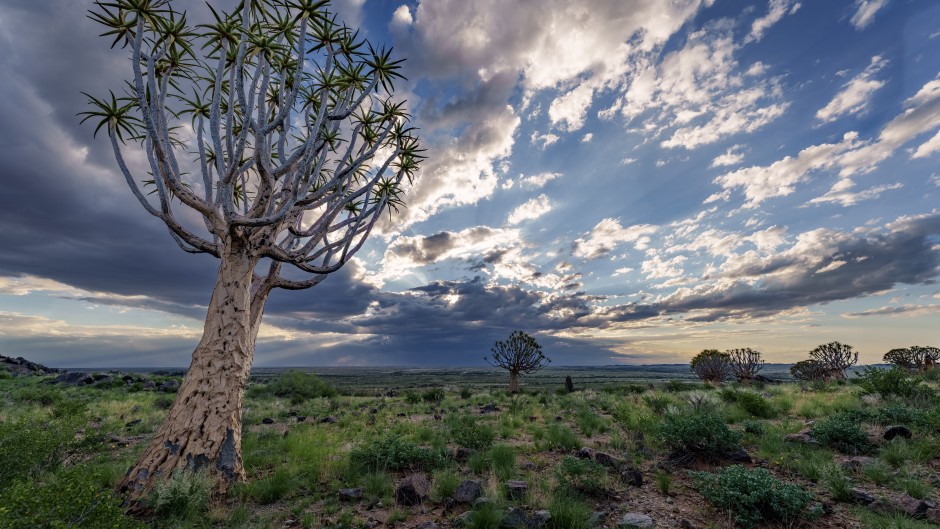 Quiver tree or kokerboom Kenhardt in Northern Cape, South Africa. 