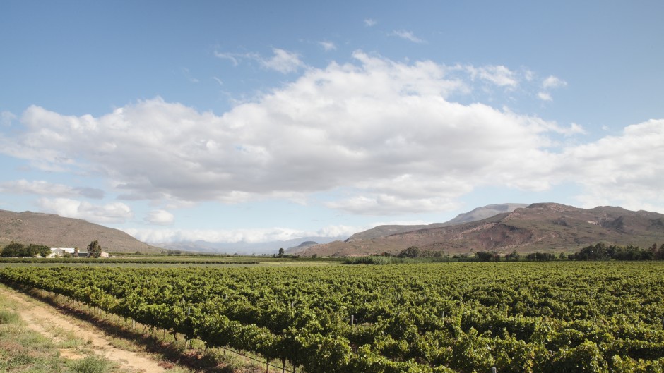 Rows of vines in mid-summer, new Roberton, Cape Winelands, Western Cape, South Africa.